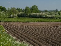 NL, Noord-Brabant, Boxmeer, Koude Oord 1, Saxifraga-Jan van der Straaten