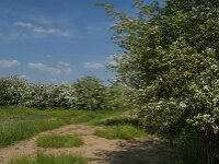 NL, Noord-Brabant, Boxmeer, Koude Oord 15, Saxifraga-Jan van der Straaten