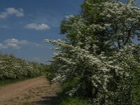 NL, Noord-Brabant, Boxmeer, Koude Oord 18, Saxifraga-Jan van der Straaten