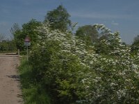 NL, Noord-Brabant, Boxmeer, Koude Oord 7, Saxifraga-Jan van der Straaten