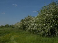 NL, Noord-Brabant, Boxmeer, Oeffeltsche Raam 7, Saxifraga-Jan van der Straaten