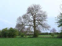 NL, Noord-Brabant, Boxmeer, Zoetepasweiden 33, Saxifraga-Hans Boll