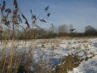 NL, Noord-Brabant, Eindhoven, Bokt 11, Saxifraga-Jan van der Straaten
