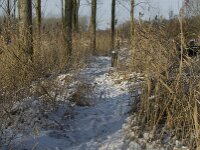 NL, Noord-Brabant, Eindhoven, Bokt 19, Saxifraga-Jan van der Straaten