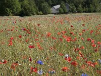 NL, Noord-Brabant, Goirle, Landgoed De Hoevens 64, Saxifraga-Willem van Kruijsbergen