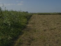 NL, Noord-Brabant, Hilvarenbeek, Den Opslag 2, Saxifraga-Jan van der Straaten