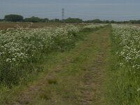 NL, Noord-Brabant, Oisterwijk, De Gement 13, Saxifraga-Jan van der Straaten