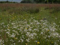 NL, Noord-Brabant, Oisterwijk, Helsbroek 2, Saxifraga-Jan van der Straaten