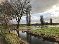 NL, Noord-Brabant, Oisterwijk, Hoevensesteeg 6, Saxifraga-Jan van der Straaten