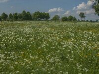 NL, Noord-Brabant, Oss, Middelwaard 13, Saxifraga-Jan van der Straaten