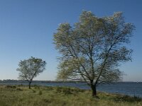 NL, Noord-Brabant, Steenbergen, Dintelse Gorzen 12, Saxifraga-Jan van der Straaten