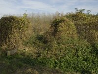 NL, Noord-Brabant, Valkenswaard, Pelterheggen 6, Saxifraga-Jan van der Straaten