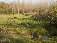 NL, Noord-Brabant, Valkenswaard, Pelterheggen 8, Saxifraga-Jan van der Straaten