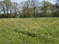 NL, Noord-Brabant, Goirle, Landgoed De Hoevens 2, Saxifraga-Willem van Kruijsbergen