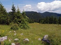 SLO, Savinjska, Mozirje, Golte 1, Saxifraga-Hans Dekker