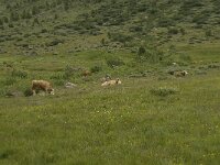 CH, Wallis, Blatten, Loetschental 35, Saxifraga-Willem van Kruijsbergen