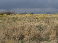 E, Malaga, Estepona 1, Saxifraga-Willem van Kruijsbergen