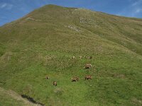 F, Ariege, Seix, Cabane d Areau 2, Saxifraga-Willem van Kruijsbergen