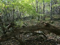 GR, Anatoliki Makedonia kai Thraki, Xanthi, Frakto 64, Saxifraga-Dirk Hilbers