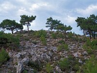 GR, Chios, Chios, Lithi 1, Saxifraga-Jan van der Straaten