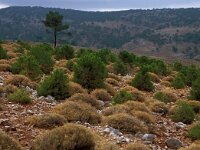 GR, Chios, Chios, Panagias 9, Saxifraga-Jan van der Straaten