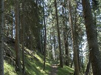 I, Sued Tirol, Sankt Ulrich, Balest 12, Saxifraga-Willem van Kruijsbergen