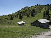 I, Sued Tirol, Sankt Ulrich, Seceda, Cuca 1, Saxifraga-Willem van Kruijsbergen