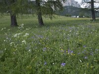 I, Sued-Tirol, Corvara, Kolfuschg 13, Saxifraga-Willem van Kruijsbergen