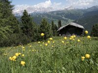 I, Sued-Tirol, Corvara, Kolfuschg, Ciamplo 14, Saxifraga-Willem van Kruijsbergen