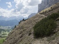 I, Sued-Tirol, Wolkenstein, Groedner Joch 14, Saxifraga-Willem van Kruijsbergen