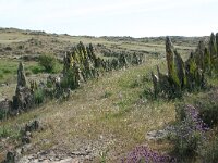 E, Badajos, La Serena, Dientes de Perro 6, Saxifraga-Dirk Hilbers