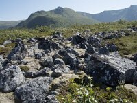 N, Nordland, Andoy, Bleikmorenen 21, Saxifraga-Willem van Kruijsbergen