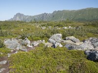 N, Nordland, Andoy, Bleikmorenen 22, Saxifraga-Willem van Kruijsbergen