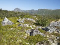 N, Nordland, Andoy, Bleikmorenen 23, Saxifraga-Willem van Kruijsbergen