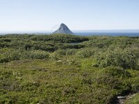 N, Nordland, Andoy, Bleikmorenen 28, Saxifraga-Willem van Kruijsbergen