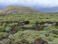 E, Santa Cruz de Tenerife, Guimar, Malpais de Guimar 1, Saxifraga-Hans Grotenhuis