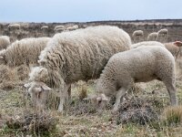 NL, Gelderland, Apeldoorn, Loenermark 2, Saxifraga-Tom Heijnen