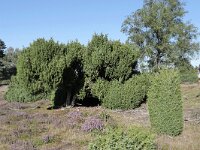 NL, Gelderland, Apeldoorn, Loenermark 7, Saxifraga-Tom Heijnen