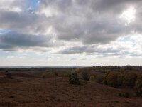 NL, Gelderland, Rheden, Posbank 6, Saxifraga-Bart Vastenhouw