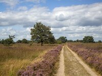 Straigt track through flowering heathland on sunny day  Straigt track through flowering heathland on sunny day : heathland, heather, heath, sunny day, purple, blue sky white clouds, sky, skyscape, horizon, tree, flower, flowers, flowering, in flower, petal, petals, bloom, blooming, in bloom, growth, color, beautiful, beauty, beauty in nature, plant, plants, botany, botanical, vascular plant, flora, floral, nature, natural, blossom, blossoming, in blossom, wild, wildflower, wide open, countryside, rural, landscape, rural landscape, rural scene, non-urban landscape, non-urban scene, outside, outdoor, outdoors, no people, nobody, season, summer, summertime, Ermelo, Gelderland, Netherlands, Europe, European, speulderveld, speulder- en houtdorperveld, oak, oak tree, path, track