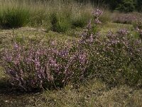 NL, Limburg, Weert, Boshoverheide 11, Saxifraga-Jan van der Straaten