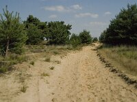 NL, Limburg, Weert, Boshoverheide 26, Saxifraga-Jan van der Straaten