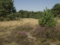 NL, Limburg, Weert, Boshoverheide 4, Saxifraga-Jan van der Straaten