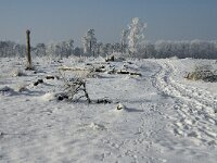 NL, Noord-Brabant, Alphen-Chaam, Strijbeekse Heide 4, Saxifraga-Jan van der Straaten