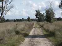 NL, Noord-Brabant, Boxtel, Kampina, Pindreef 4, Saxifraga-Willem van Kruijsbergen