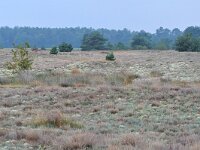NL, Noord-Brabant, Cranendonck, Groote Heide 14, Saxifraga-Tom Heijnen