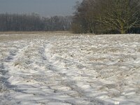 NL, Noord-Brabant, Cranendonck, Groote Heide 5, Saxifraga-Jan van der Straaten