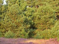 NL, Noord-Brabant, Cranendonck, Kranenveld 20, Saxifraga-Tom Heijnen