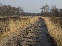 NL, Noord-Brabant, Goirle, Regte Heide 11, Saxifraga-Jan van der Straaten