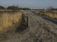 NL, Noord-Brabant, Goirle, Regte Heide 16, Saxifraga-Jan van der Straaten